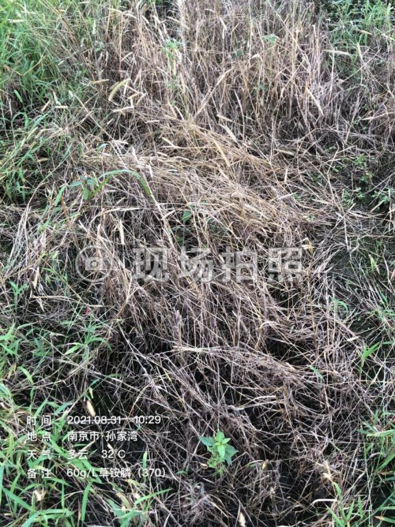 le quatorzième jour de lutte contre les mauvaises herbes